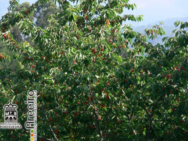 Cerezo - Cherry Tree - Cerdeira (Prunus avium) >> Cerezo (Prunus avium) - Fruto en el arbol_2.jpg